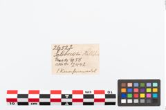 Etikett zu Beinnadel (NHMW-PRAE-026522)